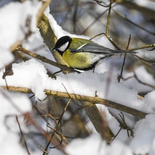 Eine Kohlmeise sitzt in einem Strauch, auf dem Schnee liegt.