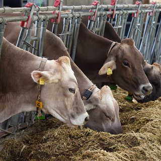 Mehrere Kühe stehen in einem Stall und fressen. 