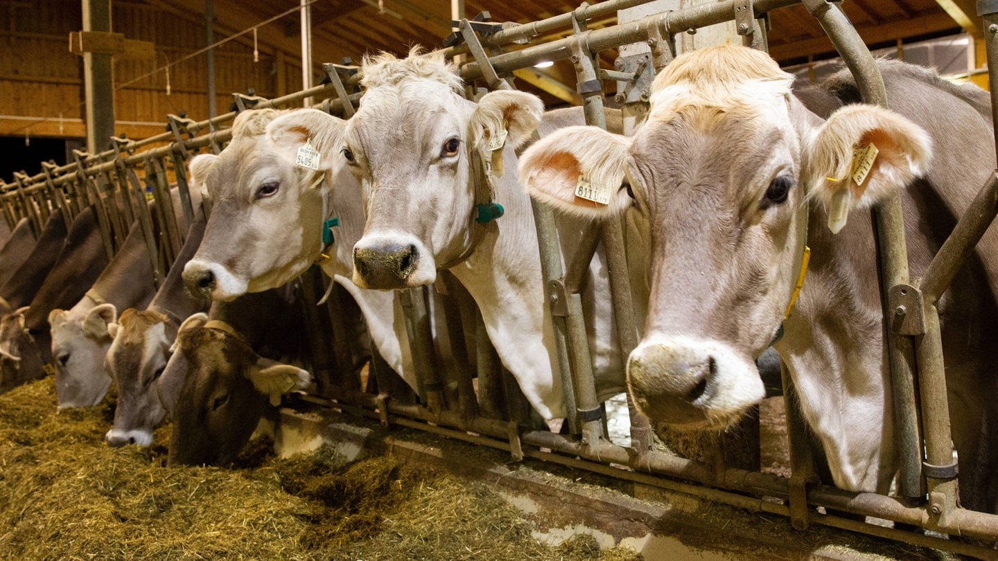 Maul-und-Klauenseuche-Landwirte-in-Oberschwaben-treffen-Vorsichtsma-nahmen