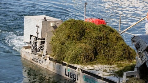 Das Mähboot "Seekuh" mäht Seegras im Bodensee vor Bregenz, Vorarlberg.