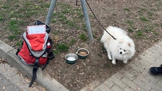 Hund in Konstanz mit "zu verschenken"-Schild an Poller ausgesetzt.