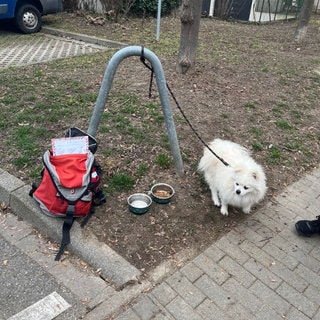 Hund in Konstanz mit "zu verschenken"-Schild an Poller ausgesetzt.