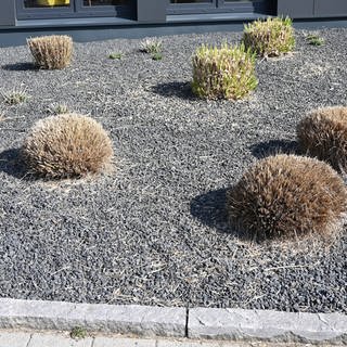 Pflanzen ragen aus einem Vorgarten mit grauen und schwarzen Kieselsteinen. 