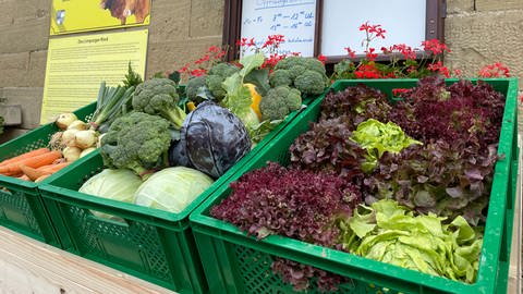 Salate und Gemüse in der Auslage bei Staatsdomäne Hohrainhof in Talheim - Justizvollzugsanstalt Heilbronn