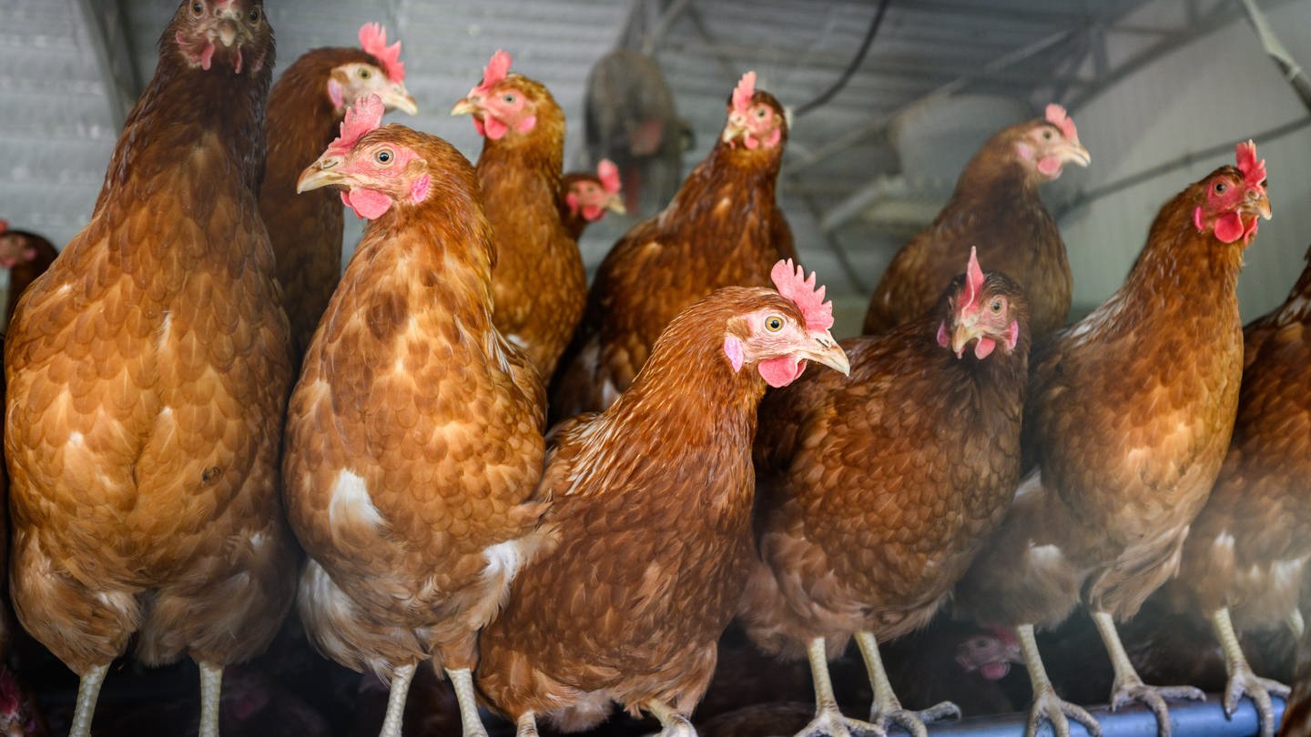 Hühner stehen in einem Stall eines Betriebes mit Eiern aus Freilandhaltung in der Region Hannover