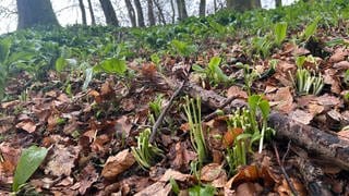 Abgerissener Bärlauch im Wald bei Kupferzell-Füßbach (Hohenlohekreis)