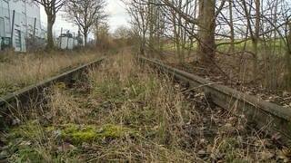 Die stillgelegte Zabergäubahn: Überreste von Schienen sind zugewuchert