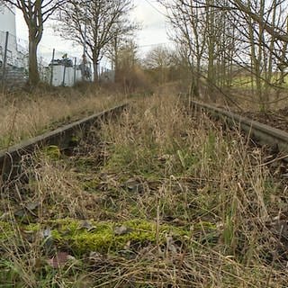 Die stillgelegte Zabergäubahn: Überreste von Schienen sind zugewuchert