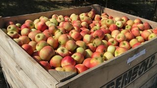 Eine große Holzkiste mit Äpfeln steht zwischen Apfelbäumen. Gesehen bei Obstbauer Albrecht Rembold aus Öhringen-Baumerlenbach