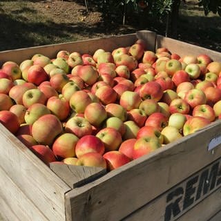 Eine große Holzkiste mit Äpfeln steht zwischen Apfelbäumen. Gesehen bei Obstbauer Albrecht Rembold aus Öhringen-Baumerlenbach