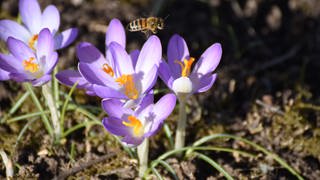 Biene fliegt über Krokus