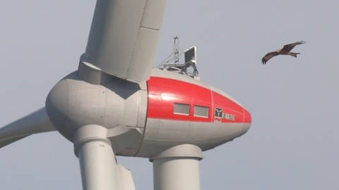 Rotmilan an Windkraftanalge bei Braunsbach
