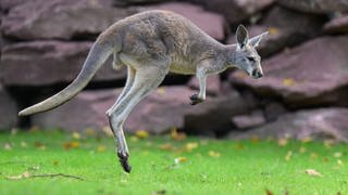 Hüpfendes Känguru