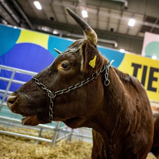 Eine Kuh der Rasse Rotes Höhenvieh steht einen Tag vor Beginn der Internationalen Grüne Woche in der Tierhalle. 