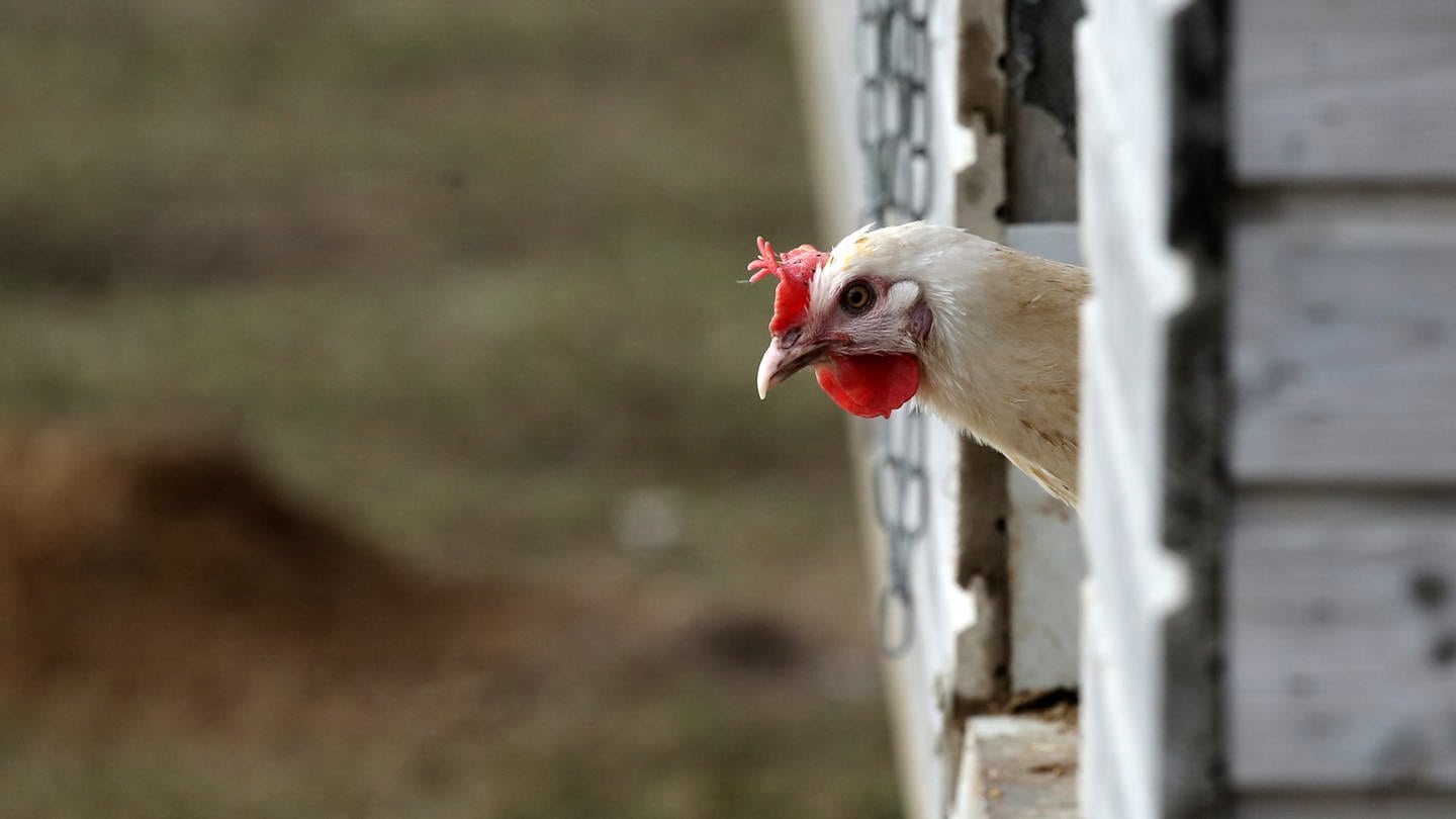 Ein Huhn schaut aus seinem Stall.