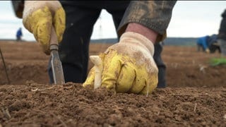 Ein Spargelkopf schaut aus der Erde, ein Mann mit Handschuhen erntet ihn.