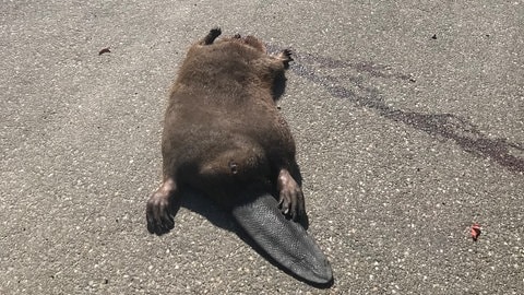 Ein überfahrener Biber liegt tot am Straßenrand.