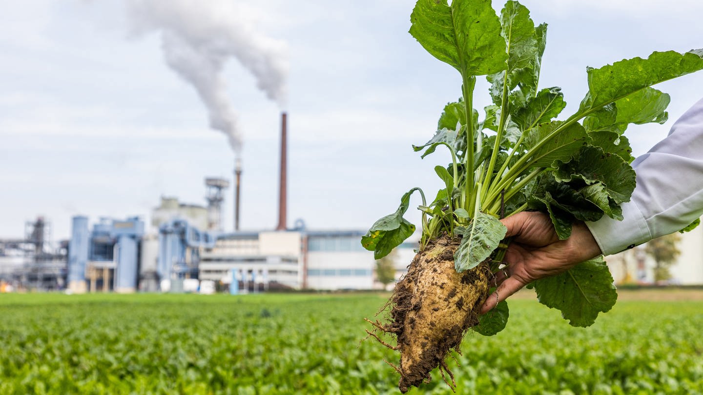 Zuckerrübe vor einer Zuckerfabrik