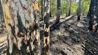 Waldbrand am Edelberg, Tauberbischofsheim