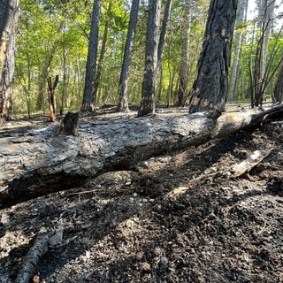 Waldbrand am Edelberg, Tauberbischofsheim