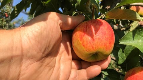 Eine Hand hält einen Apfel, der am Baum hängt. Gesehen bei Obstbauer Albrecht Rembold aus Öhringen-Baumerlenbach