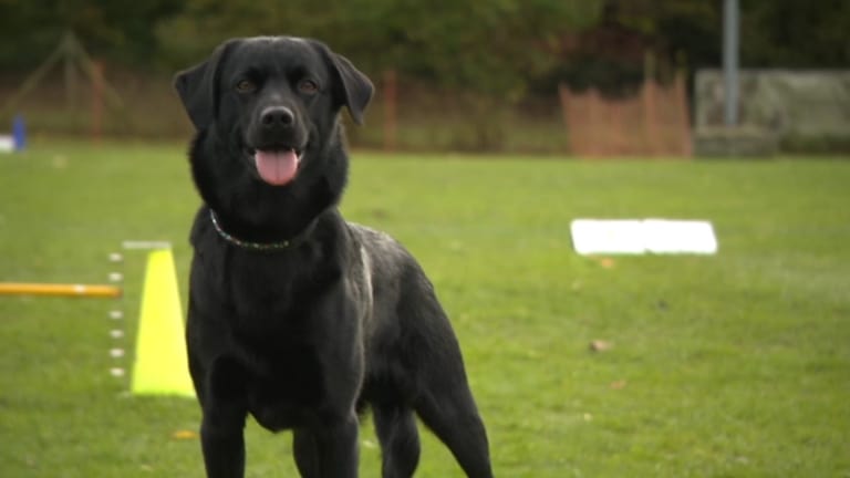 Hund mit Hundeführerin bei Hundesportturnier.