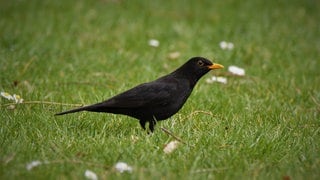 Heimische Vögel im Winter