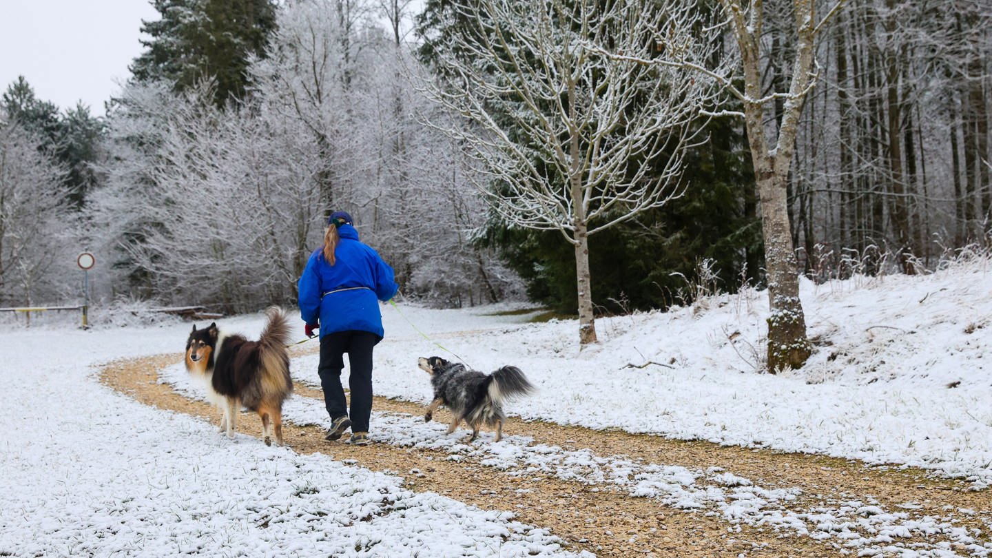 Eine Frau ist mit ihren Hunden im Schnee unterwegs