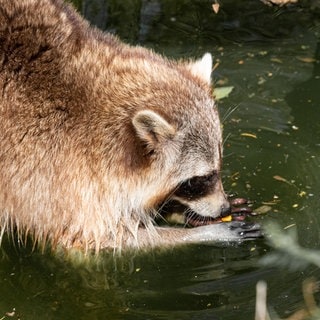 Wildpark Bad Mergentheim. Waschbär.