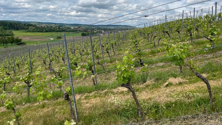 Bei Weinbauer Boris Birkert aus Bretzfeld-Adolzfurt (Hohenlohekreis) sind bei den April-Frösten insgesamt rund 75 Prozent der Triebe erfroren. Er rechnet mit Einbuße von 50 Prozent, da auch neue Triebe austreiben.