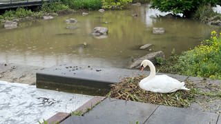 Ein Schwan sitzt auf seinem Nest in Heilbronn