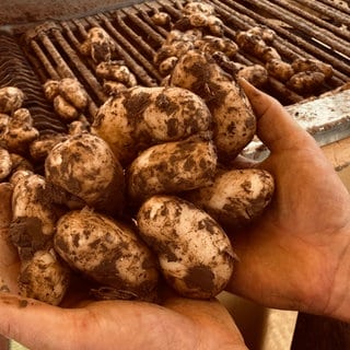 Kartoffelernte in Lauffen am Neckar. Frisch geerntete Kartoffeln in den Händen auf einem Kartoffelroder.