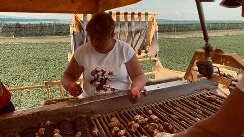 Kartoffelernte in Lauffen am Neckar. Eine Frau bei der Arbeit auf einem Kartoffelroder.