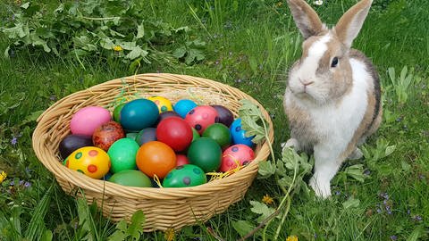 Ostern. Symbolbild. Ein Hase sitz auf einer Wiese neben einem Korb mit gefärbten Ostereiern.