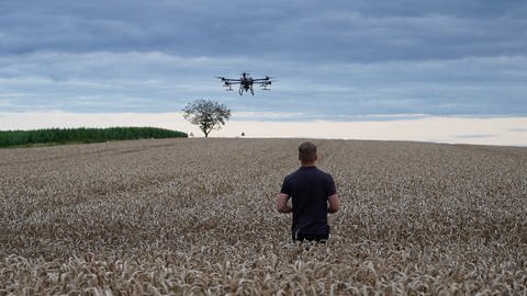 Die Drohne sät in das reife Feld ein, damit nach der Ernte durch den Mähdrescher unten der Boden schon wieder bewachsen ist.
