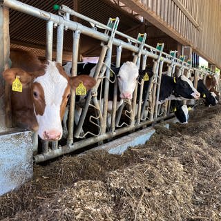 Auf dem Bauernhof von Rainer Riedel in Lehrensteinsfeld, Kreis Heilbronn