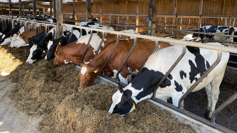 Auf dem Bauernhof von Rainer Riedel in Lehrensteinsfeld, Kreis Heilbronn