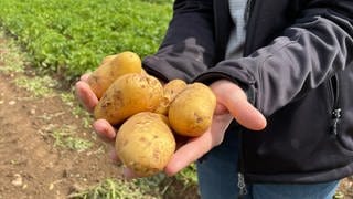Hände mit Kartoffeln auf einem Kartoffelacker bei der Rodung von Frühkartoffeln in Lauffen