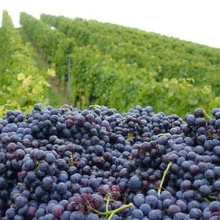 Aufgehäufte Trauben vor Weinreben