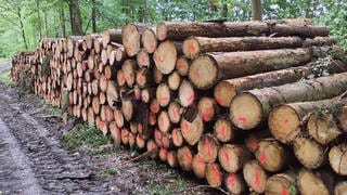 Wald im Raum Heilbronn - Baggern und Holz herusholen ist bei Nässe schwierig. Auch der Borkenkäfer hat seine Spuren hinterlassen