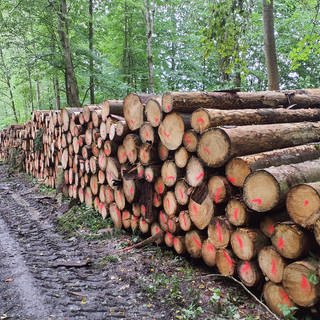 Wald im Raum Heilbronn - Baggern und Holz herusholen ist bei Nässe schwierig. Auch der Borkenkäfer hat seine Spuren hinterlassen