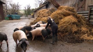 Hohenloher Erzeugergemeinschaft. Standbild aus Video. Elisa Löbelein mit Schweinen.