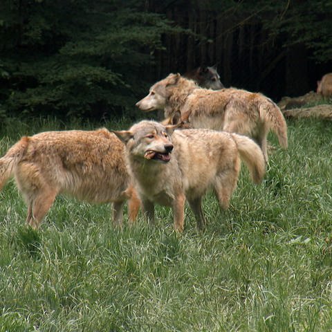 Europas größtes Wolfsrudel  im Wildpark Bad Mergentheim