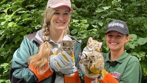 Zwei der kleinen Wildkatzenbabies nach der Impfung.