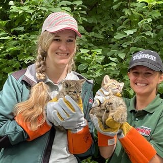 Zwei der kleinen Wildkatzenbabies nach der Impfung.