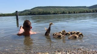 Im Breitenauer See bei Obersulm (Kreis Heilbronn) übt "Enten-Papa" Patrick Furch mit seinen sieben Schützlingen das Schwimmen