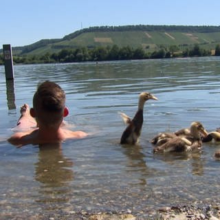 Im Breitenauer See bei Obersulm (Kreis Heilbronn) übt "Enten-Papa" Patrick Furch mit seinen sieben Schützlingen das Schwimmen
