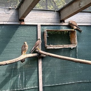 Falken in Bad Friedrichshall in der Greifvogelpflegestation