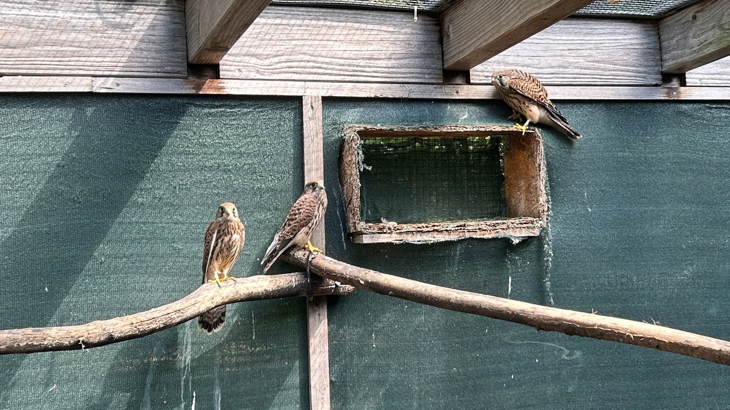 Falken in Bad Friedrichshall in der Greifvogelpflegestation: Die Mitarbeitenden haben wenig Hoffnung für die ausgebüxten.