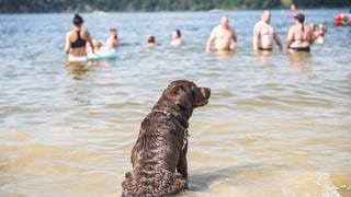 Hund Leika genießt das kühle Wasser. Vielerorts suchen die Menschen bei hochsommerlichen Temperaturen nach Abkühlung. 